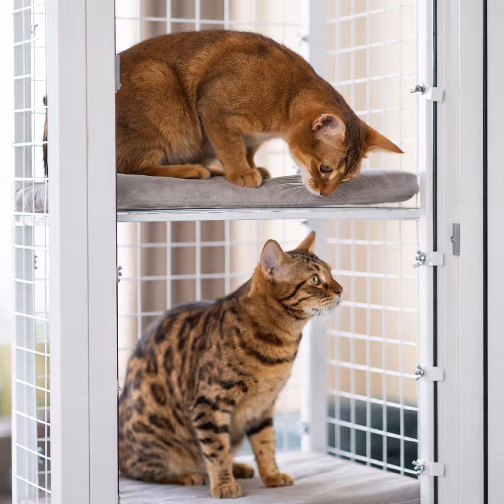 Cats safely behind BalconyCat's welded steel grid