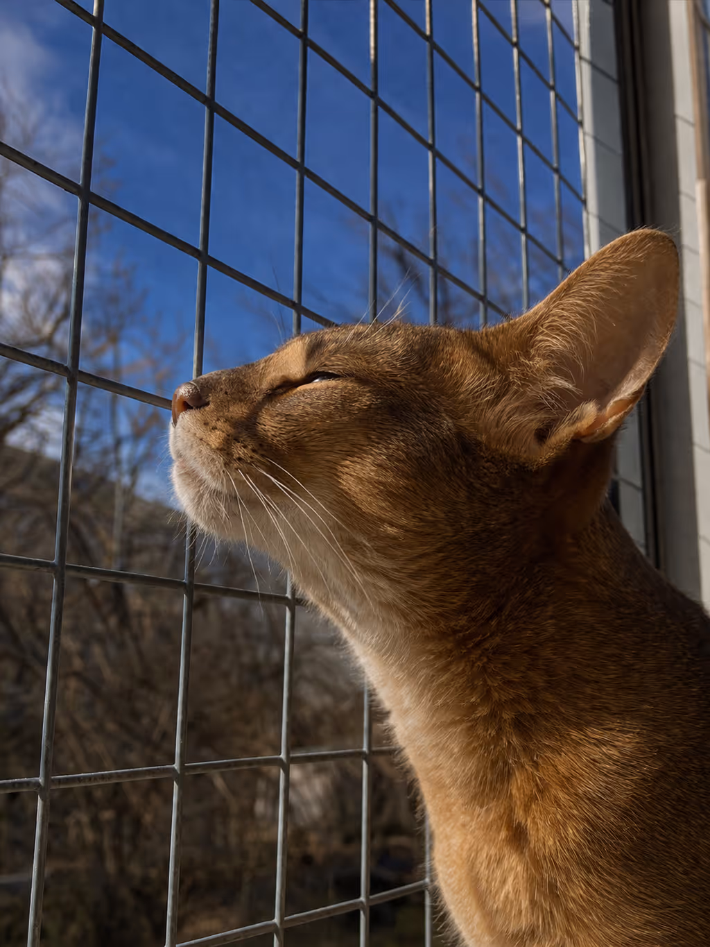 Chat perché dans un enclos de fenêtre en acier BalconyCat — les points de vue en hauteur sont essentiels à un aménagement adapté aux chats